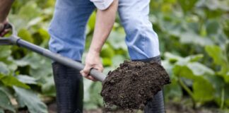 Як підвищити родючість ґрунту 