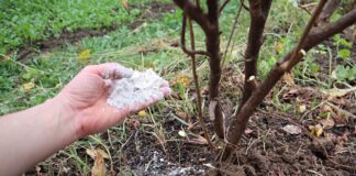 Яке добриво підготує рослини в саду до зими