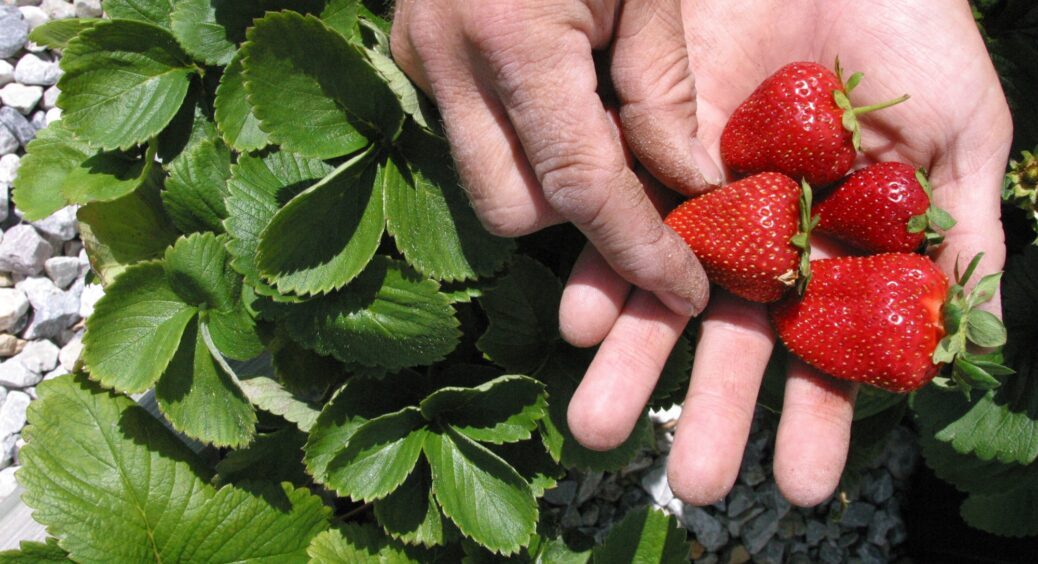 Припинила обрізати полуницю навесні – ягід стало втричі більше: якби хтось розповів мені про це раніше 