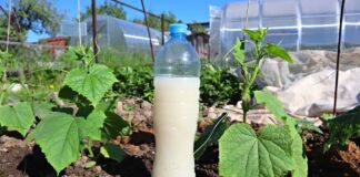 Рецепт простого добрива для розсади: потрібна лише звичайна вода
