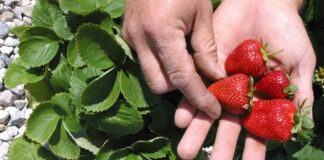 Чи варто обрізати полуницю навесні