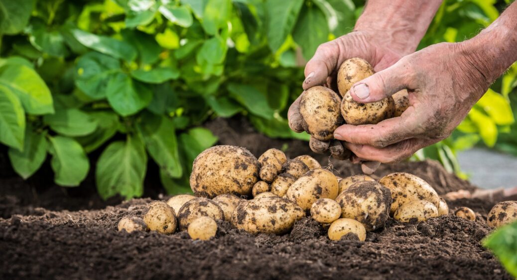 Картоплі буде більше в 10 разів, якщо висадити цим хитрим способом: бабуся навчила методу здвоєних рядків 