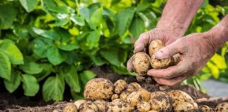 Експерти розповіли хитрий спосіб посадки картоплі для щедрого врожаю