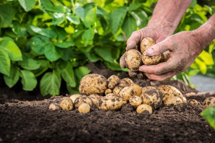 Експерти розповіли хитрий спосіб посадки картоплі для щедрого врожаю