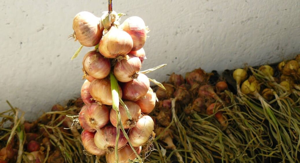 Чому ми неправильно зберігаємо цибулю: самі робимо все, аби вона зберігалась якомога менше. Раптова правда 