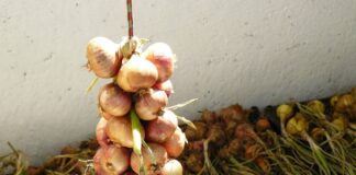 Городник пояснив, як використати цибулеве лушпиння, як добриво