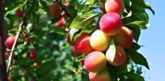 Як зупинити ріст дерев у висоту