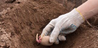 Добриво для картоплі