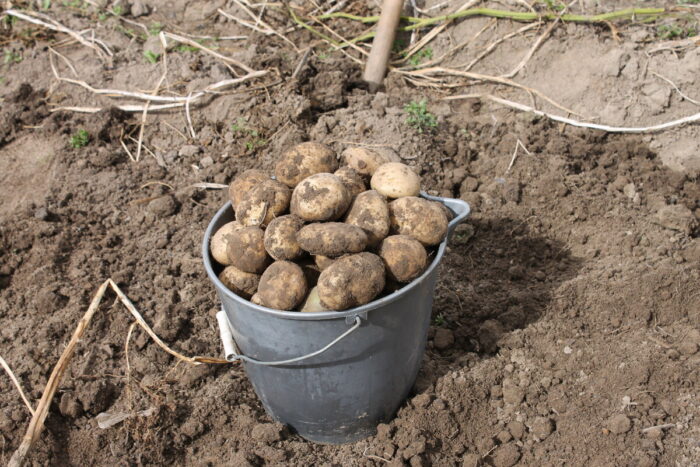 Експерти назвали найкраще добриво, яке допомагає картоплі вирости смачною та великою