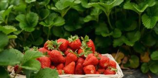 Садівники розповіли, як збільшити врожайність полуниці