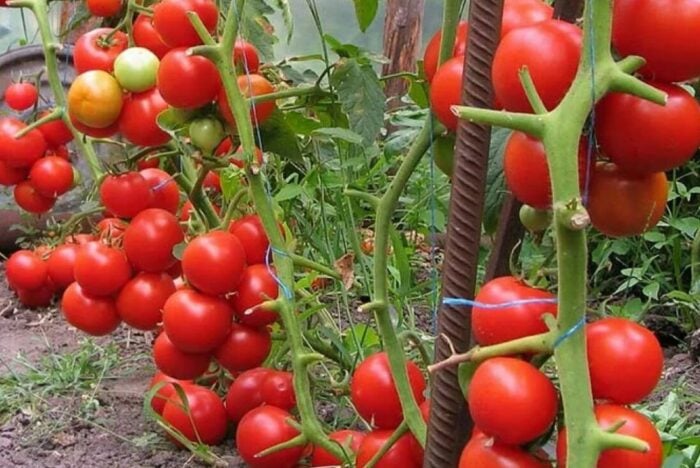 Яких сусідів обрати для помідорів у відкритому ґрунті для того, аби захистити їх від шкідників