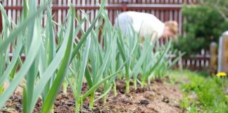 Експерти розповіли, що робити, якщо жовтіє часник