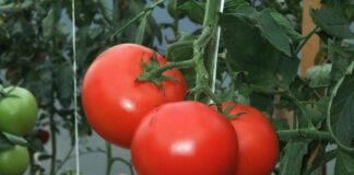 Яких сусідів обрати для томатів