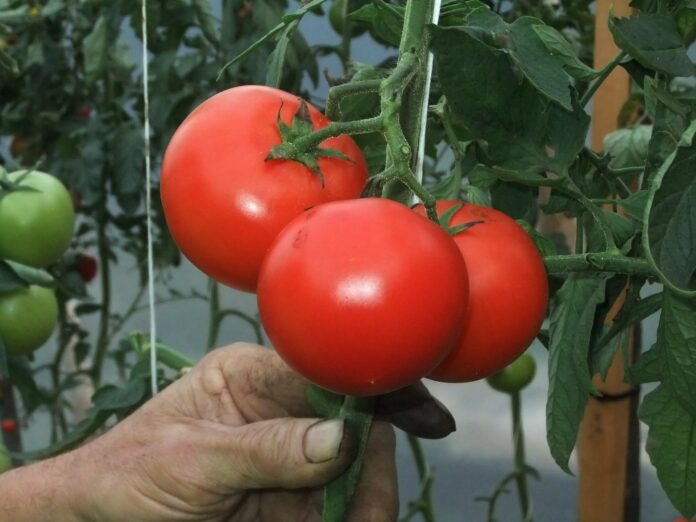 Яких сусідів обрати для томатів