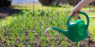 Городник розповів, чим пришвидшити ріст плодів часнику