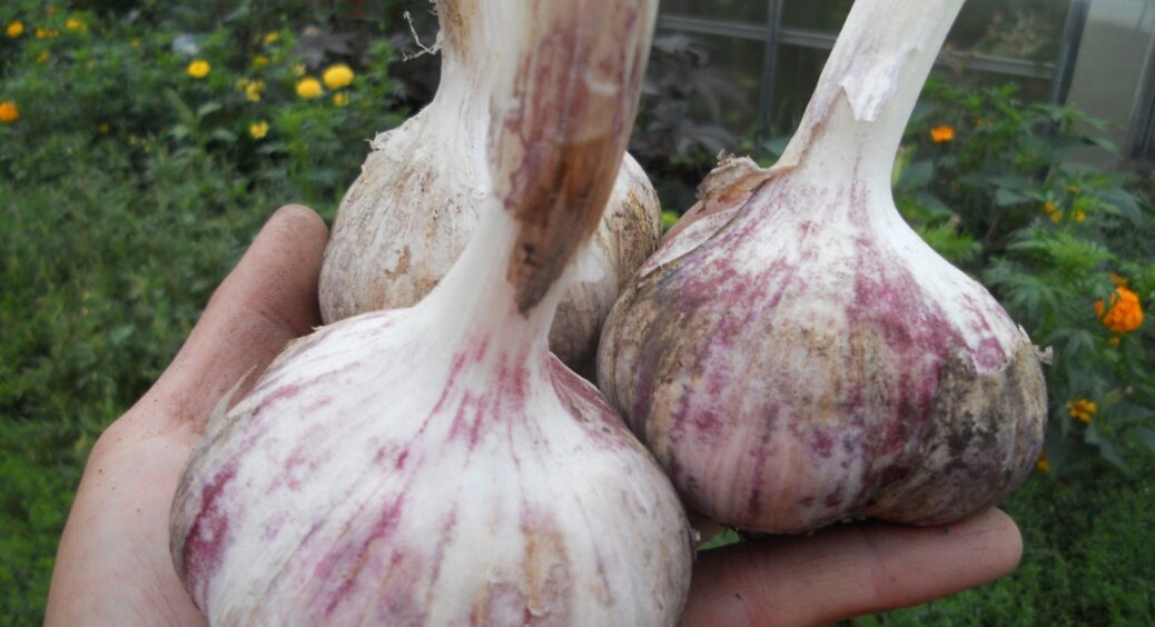 У давнину такого розмаїття добрив не було, а часник виростав кремезним: допоможуть секрети від наших бабусь 