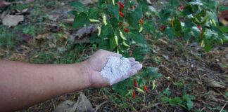 Городники розповіли, як використовувати золу на городі