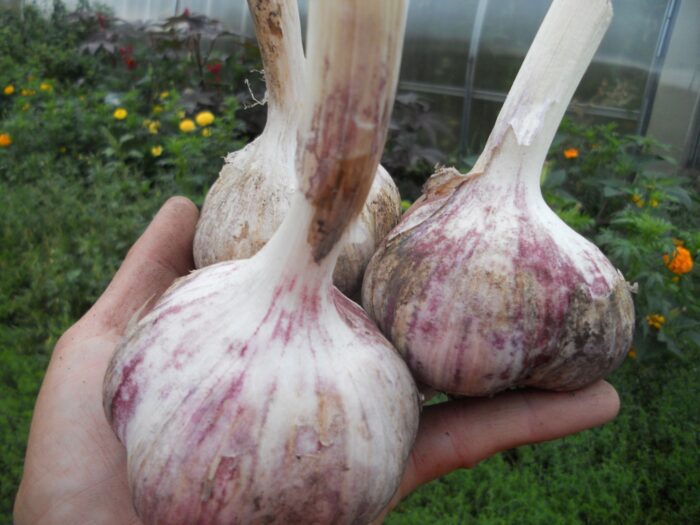 Чим удобрити часник навесні