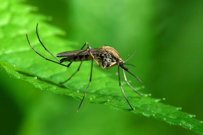 Експерти розповіли про дієвий спосіб захисту від укусів комарів у теплий сезон – як правильно