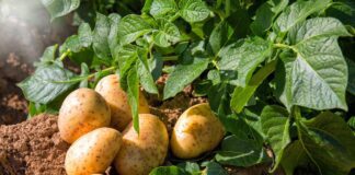 Яке добриво приготувати з опалих яблук