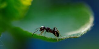 Дачники розповіли, як вивести мурах з городу 