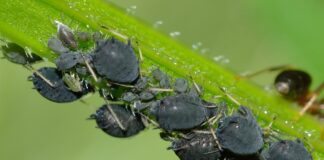 Городник поділився ефективним народним методом боротьби з тлею