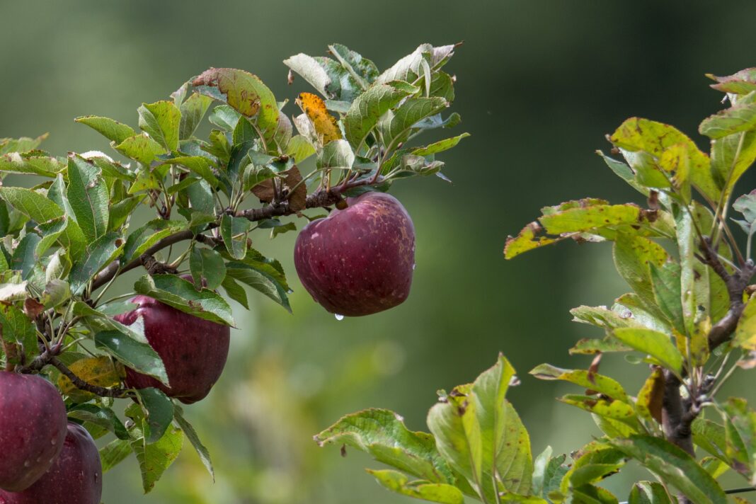 Як збільшити врожай яблук шляхом закопування пляшок в землю