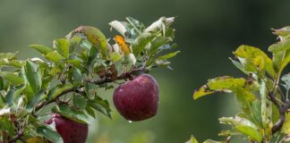 Як збільшити врожай яблук шляхом закопування пляшок в землю