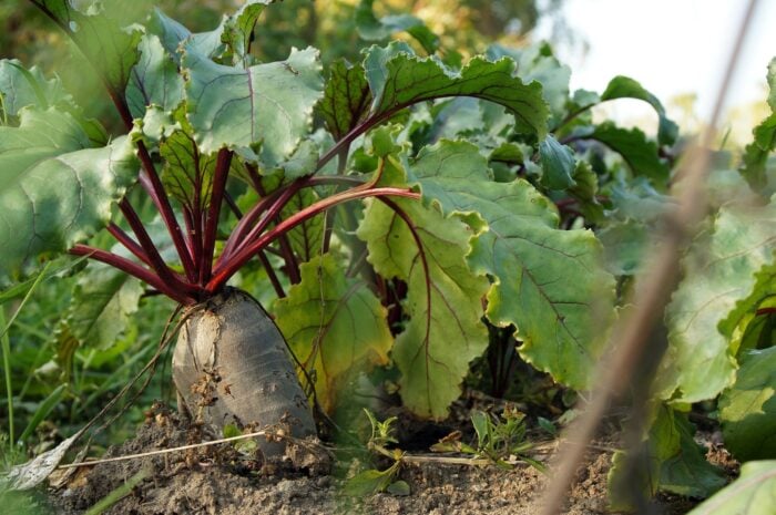 Експерти розповіли, для яких рослин краще не використовувати золу для підкормки на городі