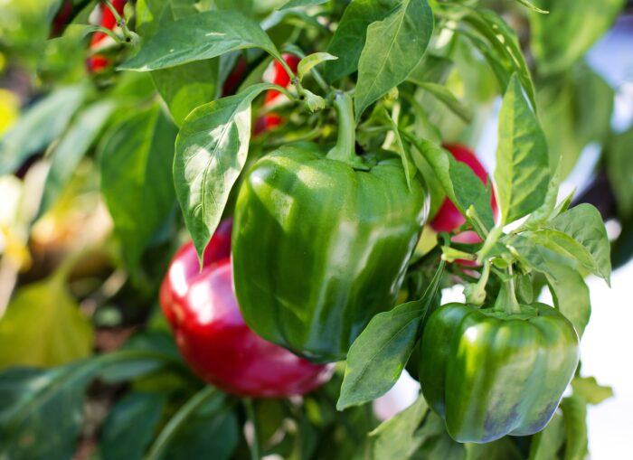 Експерти розповіли, які помилки городники роблять під час вирощування болгарського перцю