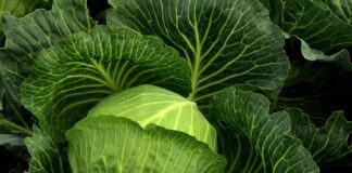 Городник розповів, як правильно вивести білокрилку з капусти