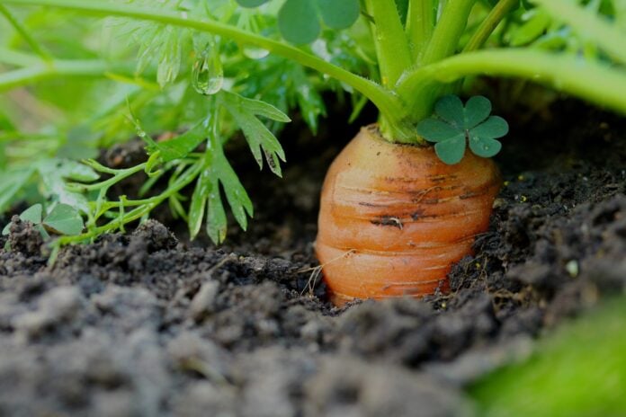 Як вирощувати моркву на городі