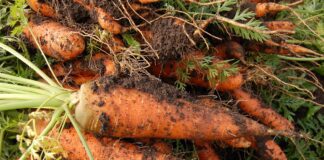 Як підготувати грядку для моркви