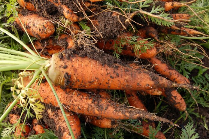 Як підготувати грядку для моркви