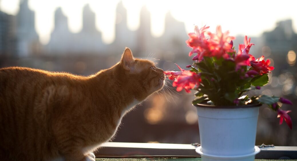 Не добриво, а справжній ботокс для зів’ялих рослин: листя розпрямиться і піде у ріст — треба лише апельсин 