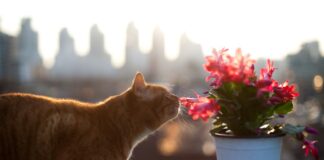 Квітникар розповів, як за допомогою апельсину оживити квіти