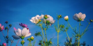 Садівник назвав 5 видів квітів, які слід висадити до Великодня
