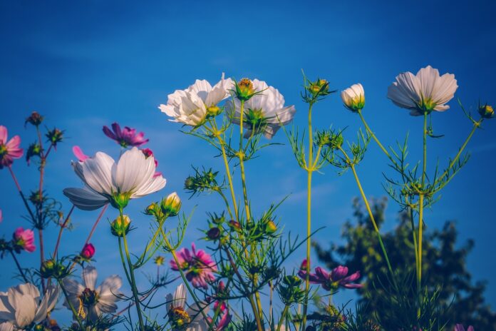 Садівник назвав 5 видів квітів, які слід висадити до Великодня