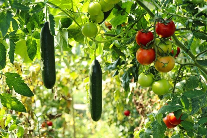 Експерти розповіли, з якими овочами найкраще садити огірки на одній грядці – поради й секрети