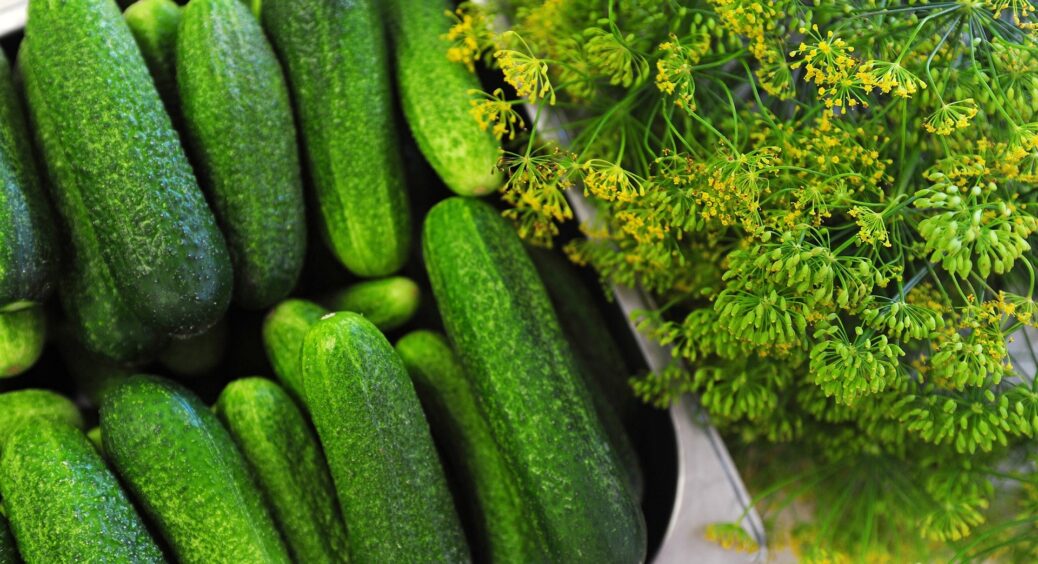 Взяла трохи дріжджів, води і “почаклувала”: вжух і почався справжній “огірковий бум”. Врожай вже не зупинити 