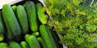 Після цієї елементарної кухонної підкормки завжди завалює врожаєм огірків