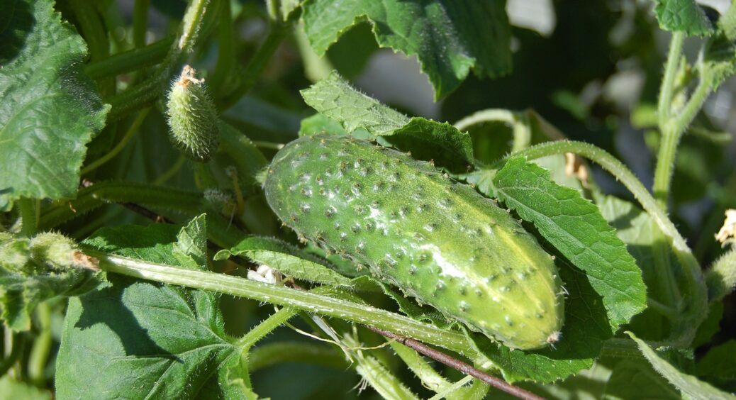 Яке листя на огірках обрізати? Докладна інструкція та поради від “бувалих”: як не наробити біди на городі 