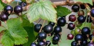 Як правильно підживити смородину: поради садівників 