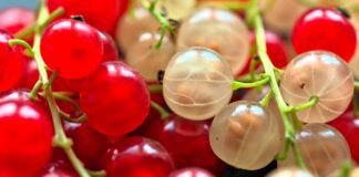 Добриво для червоної смородини