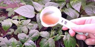 Агрономи розповіли, як уникнути чорної ніжки на розсаді: простий спосіб