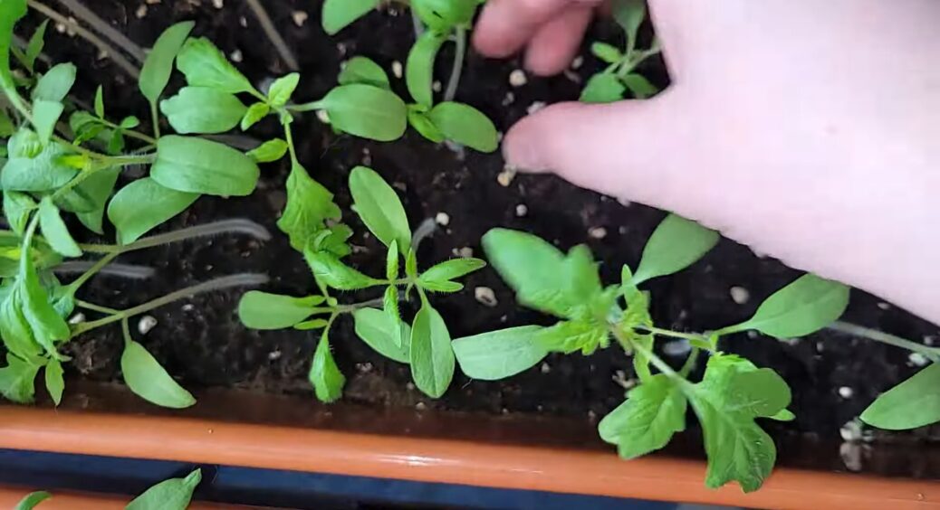 Раз-два і врожай вже на місці: сусідка поділилася швидким способом вирощуванням перцю на розсаду навесні 