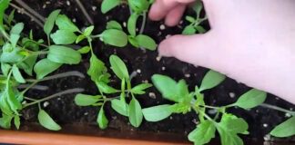 Дачники розповіли, як пришвидшити ріст розсади перцю