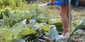 Городники розповіли, як швидко позбутися на городі білокрилки