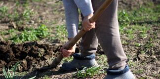 Найкращі сусіди для коренеплодів