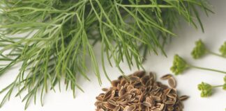 Чому кріп жовтіє на городі